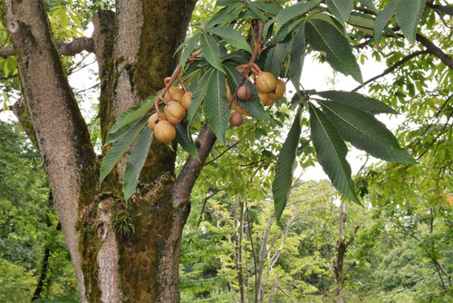 栃ノ木,とちのき